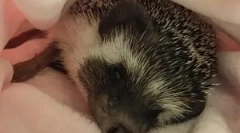 Hogyan vonzzák a sündisznókat egy kerti telken